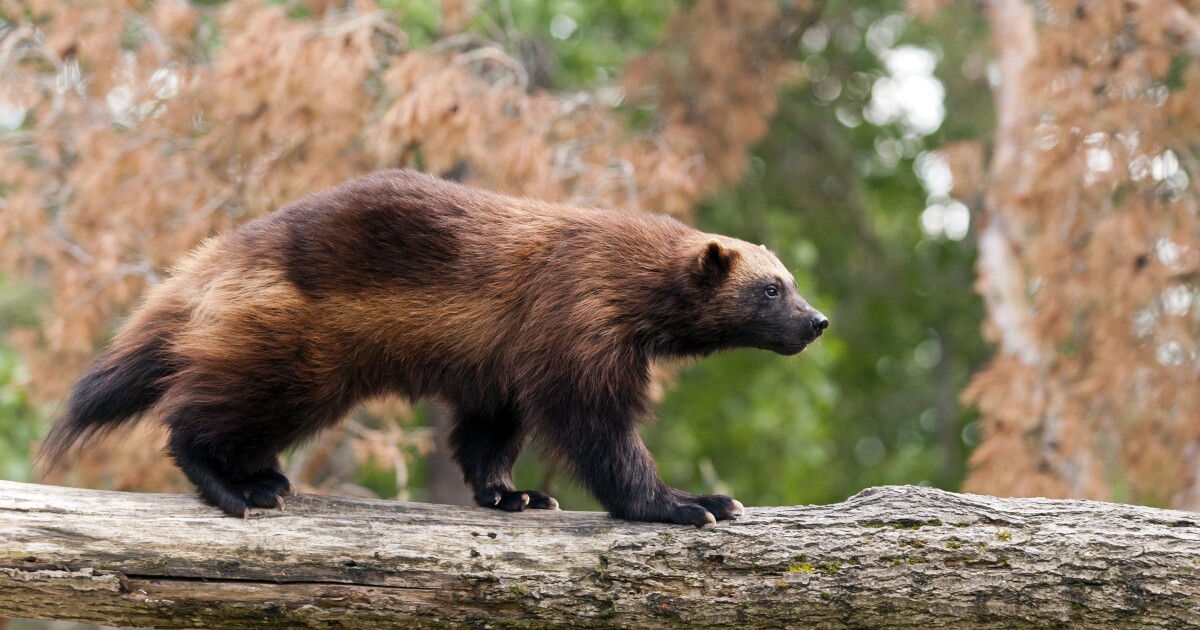 Wolverines granted Endangered Species Act protections in the lower 48 states