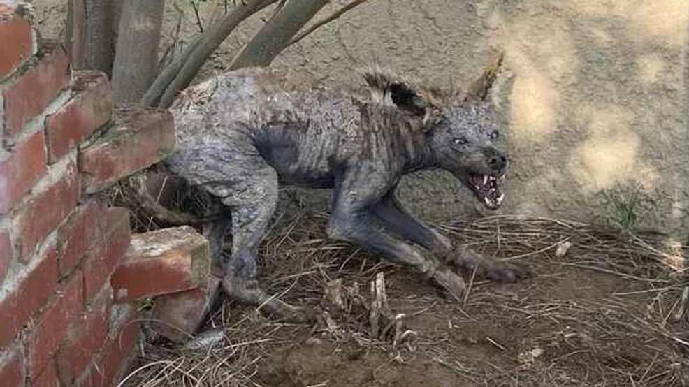 Chupacabra or coyote in Clovis?