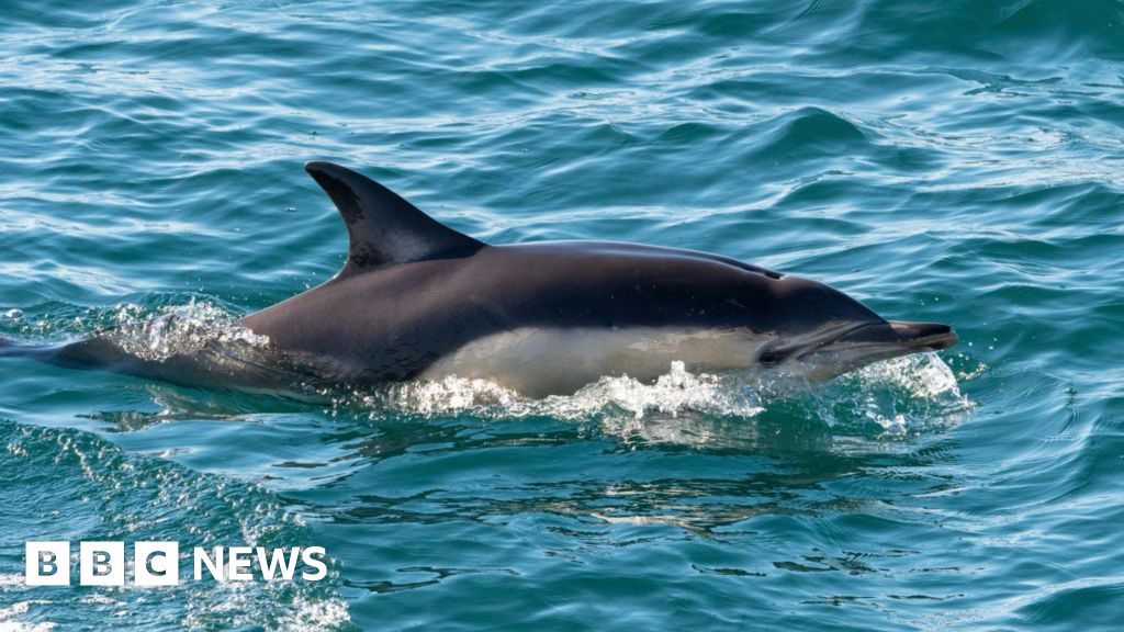 Marine wildlife spottings ‘best on Cornwall to Scilly crossing’