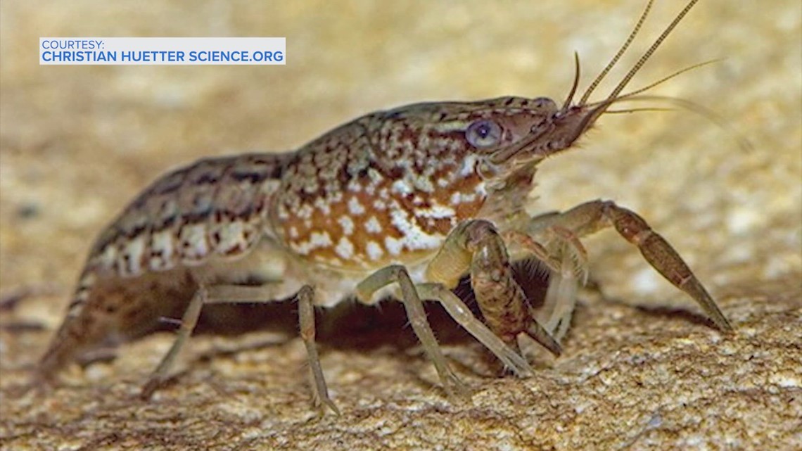 Texas Parks and Wildlife Department warns of self-cloning crayfish