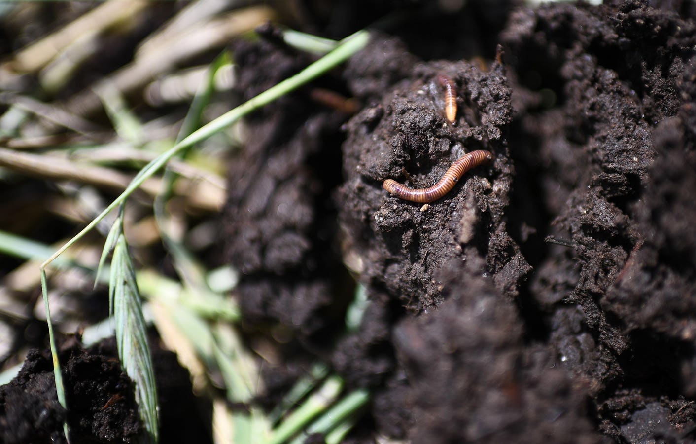 Soil: The Bridge Between Global Environmental Challenges