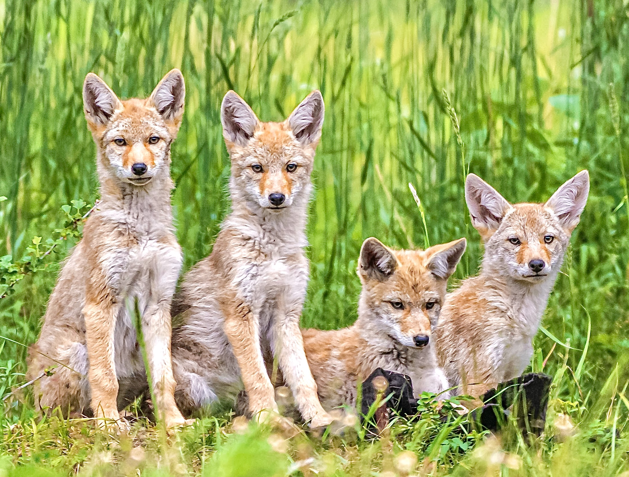 Victory! Wildlife-Killing M-44 Cyanide Bombs Banned On 245 Million Acres Of U.S. Public Lands