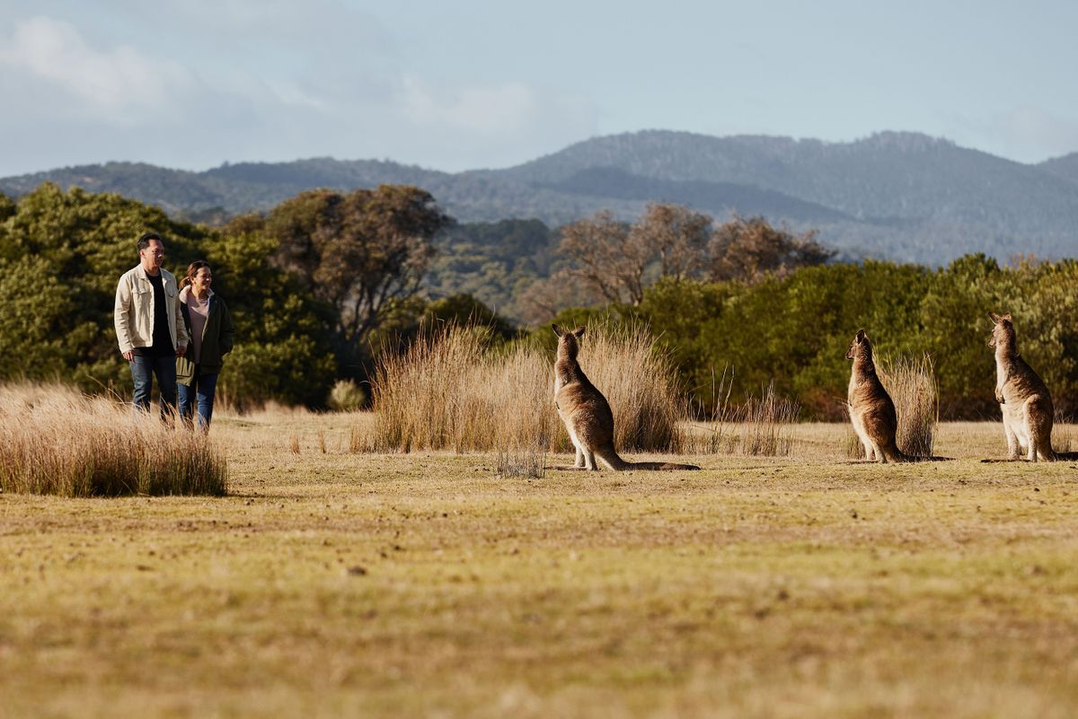 A wildlife guide to Tasmania