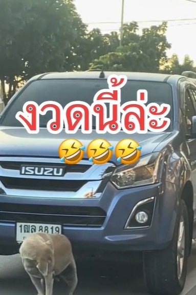 ล้มเจ้าสำนัก! แห่ส่องเลข สุนัขถูทะเบียนรถ หลังงวด 1/12/66 เข้าเต็มเปา