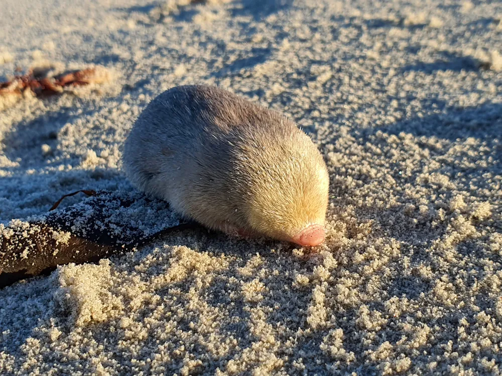 Scientists Uncover a Golden Mole Species Thought to Be ‘Possibly Extinct’