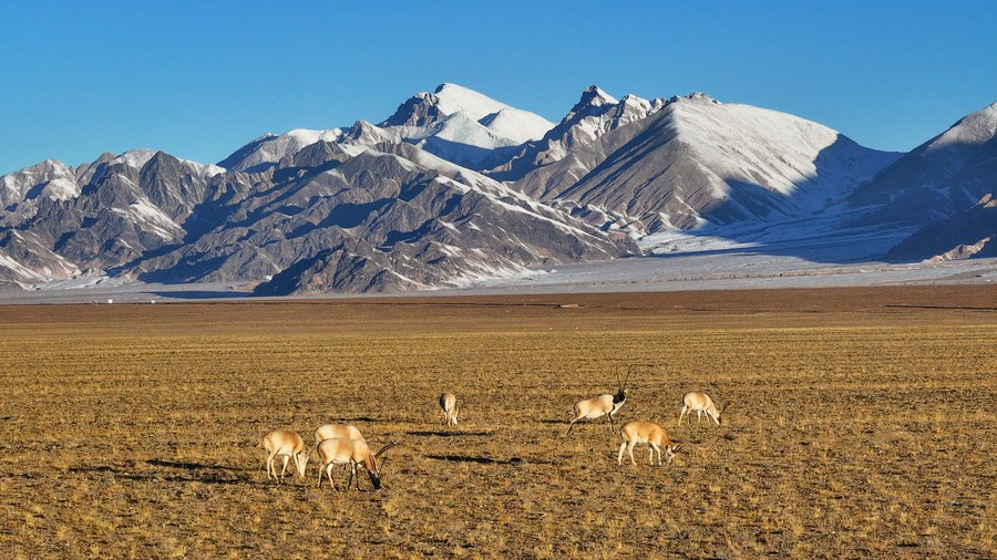 Xinhua Headlines: Nature thrives in Xinjiang’s mountain reserve amid enhanced conservation efforts