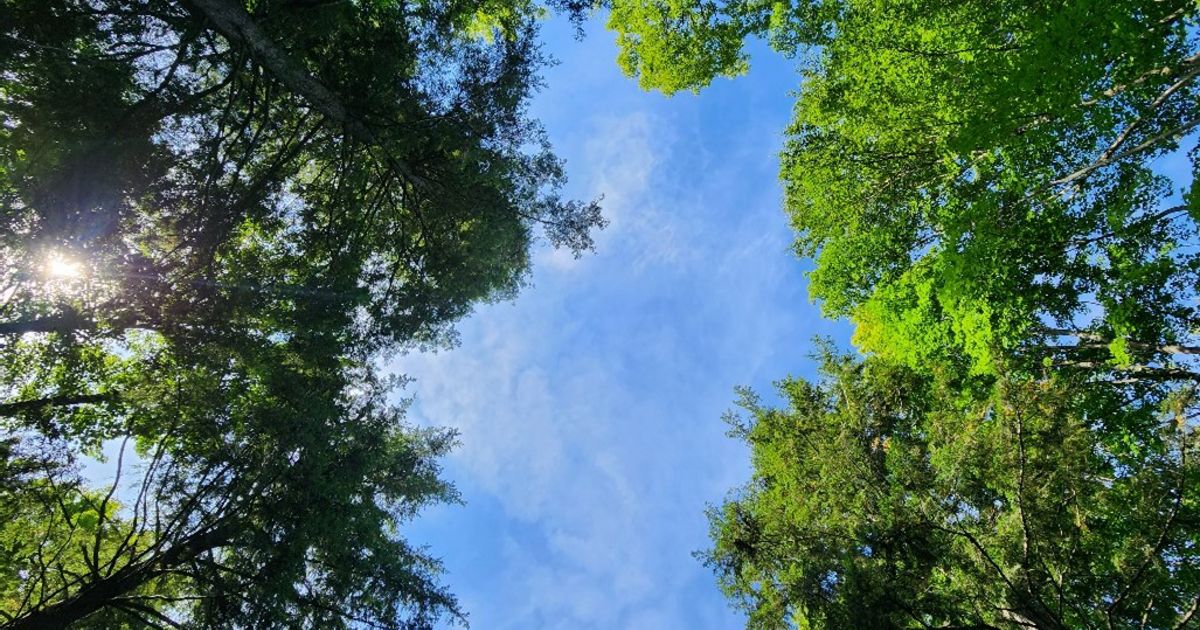 The Nature Conservancy completes first timber harvest at Slate River Forest Reserve