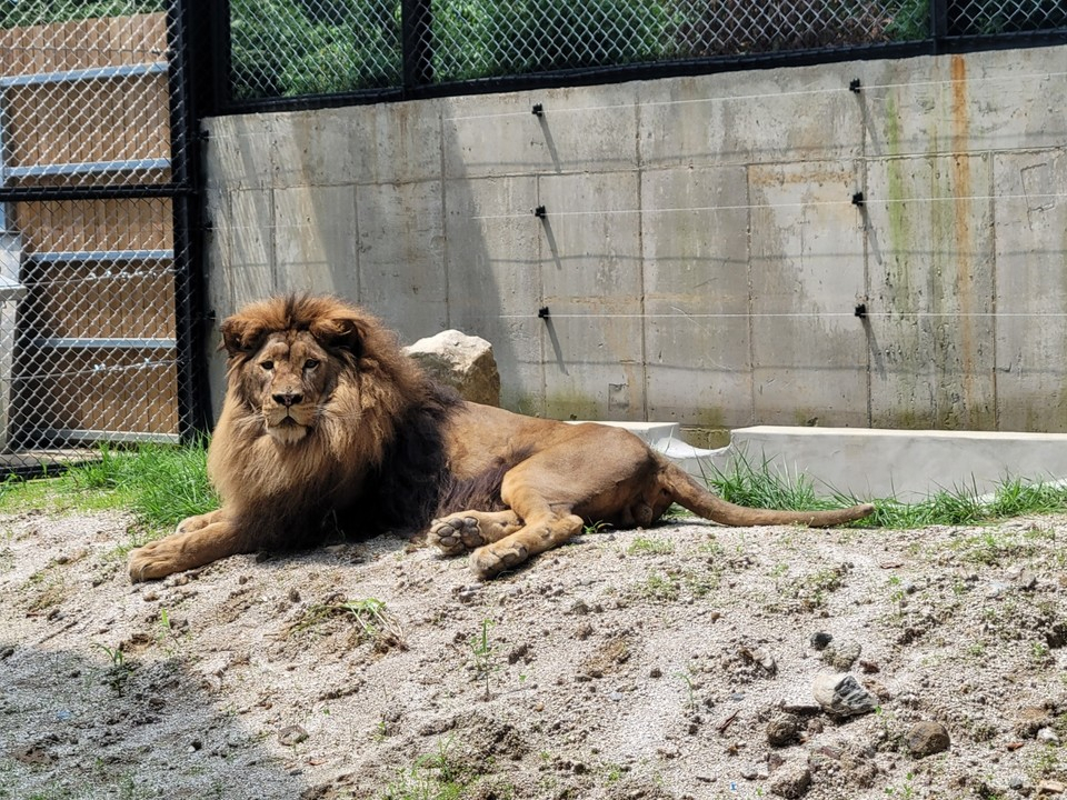 Requirements for zoo licenses set to be toughened