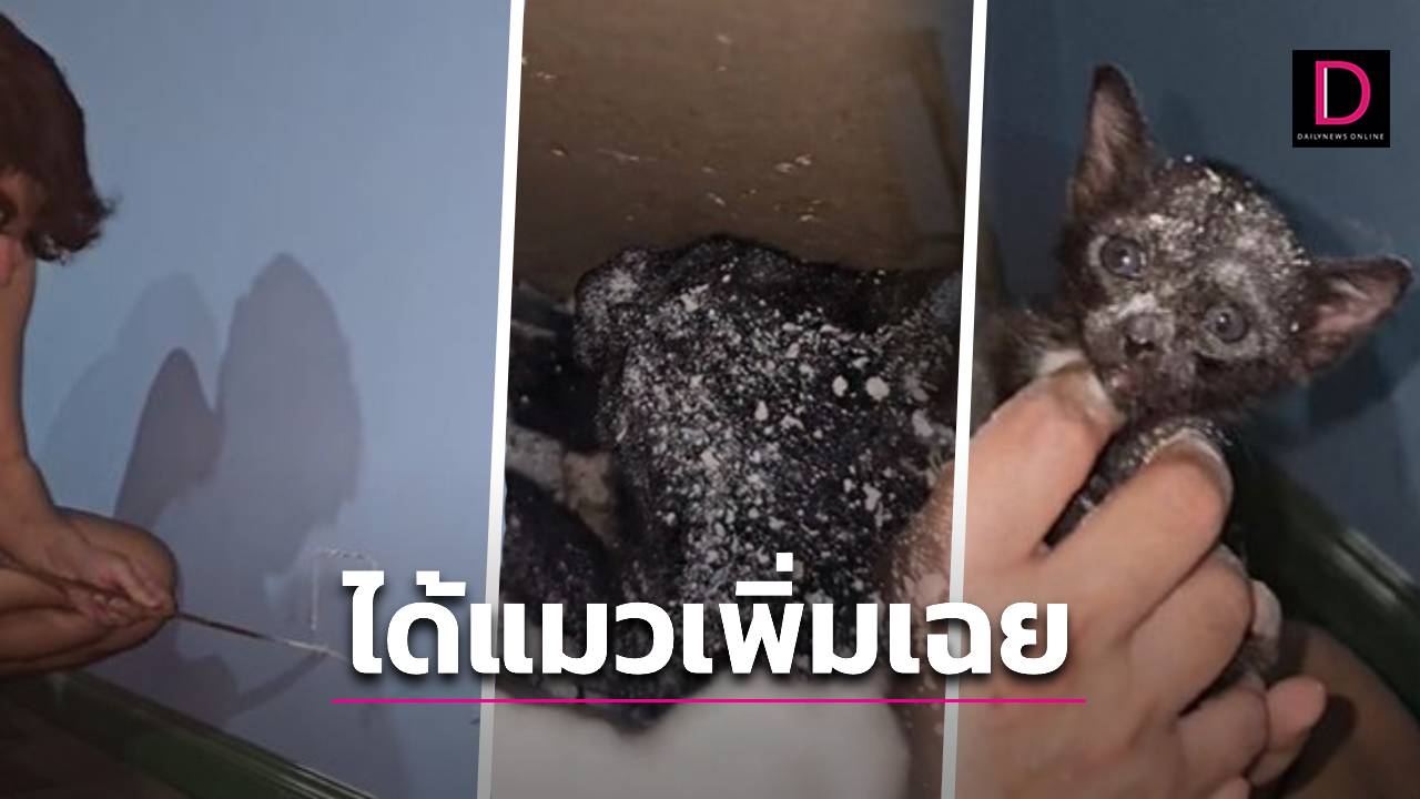 หนูอยากมาอยู่ด้วยบอกดีๆ ก็ได้ลูก ติดซอกร้องข้ามกำแพงต้องเจาะช่วย