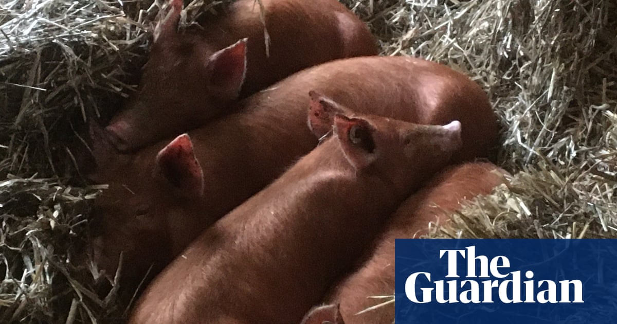 Country diary: These little piggies came for the pumpkins