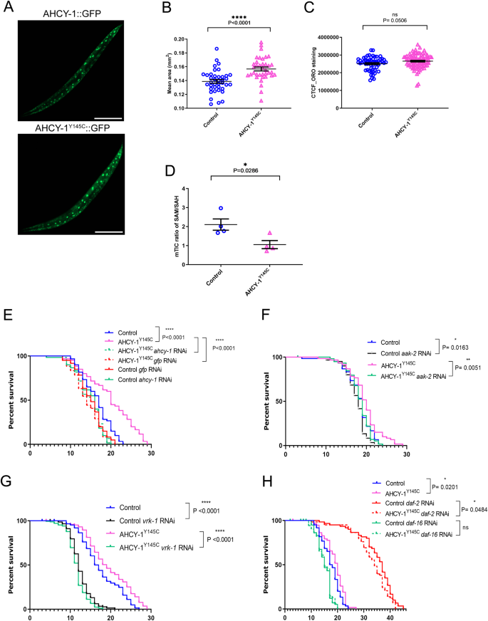 SAM, SAH and C. elegans longevity: insights from a partial AHCY deficiency model