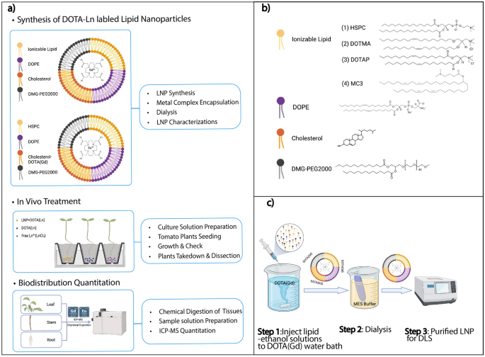 Quantitative biodistribution of nanoparticles in plants with lanthanide complexes