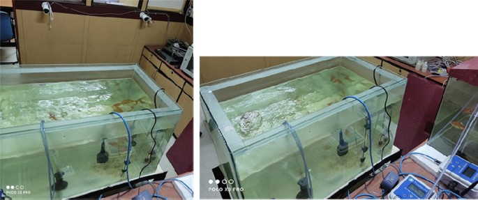 IoT and ML approach for ornamental fish behaviour analysis