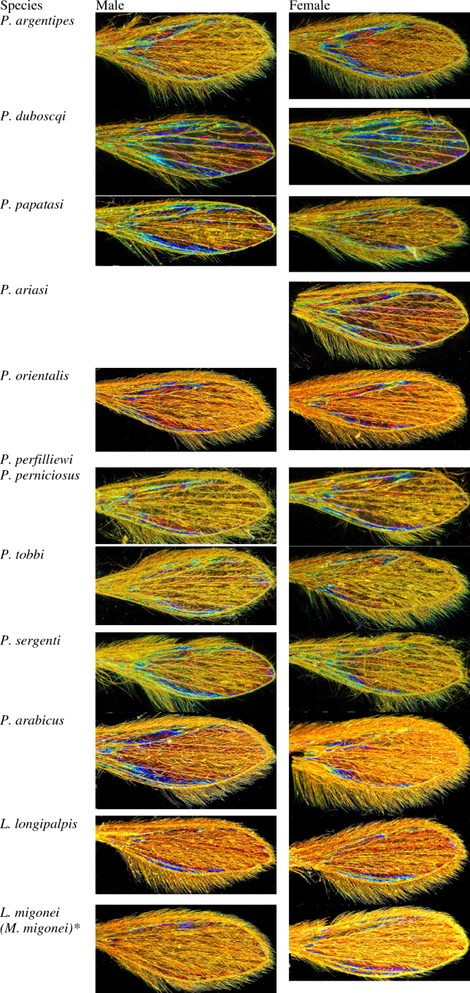 Species identification of phlebotomine sandflies using deep learning and wing interferential pattern (WIP)