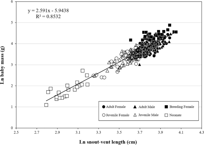 Effects of environmental factors and intraspecific niche overlap on the body and ecological characteristics of red-tongued pit vipers (Gloydius ussuriensis)