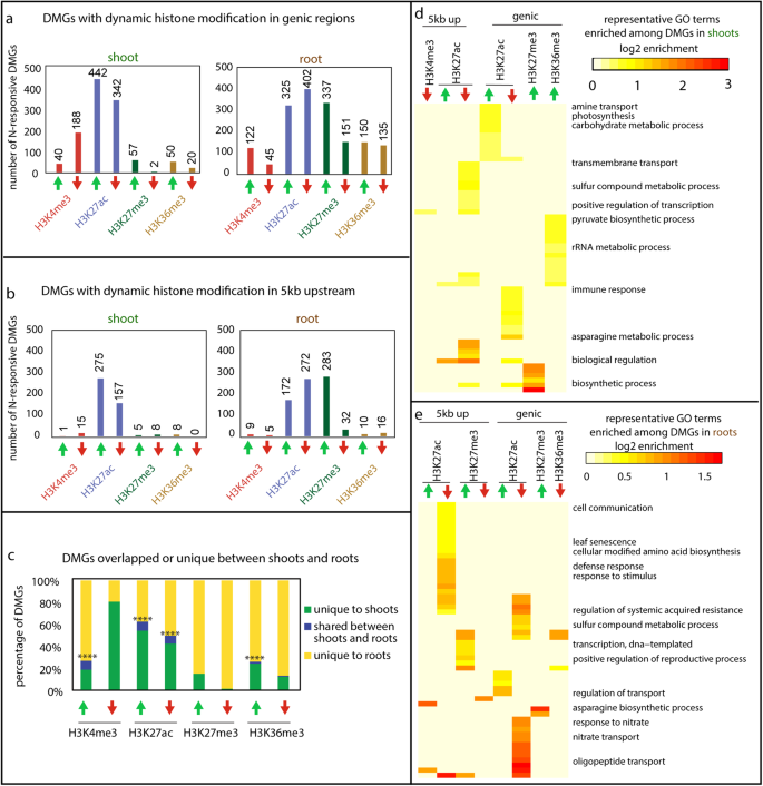 Organ-specific characteristics govern the relationship between histone code dynamics and transcriptional reprogramming during nitrogen response in tomato