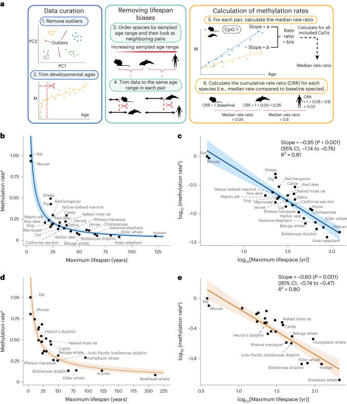 DNA methylation rates scale with maximum lifespan across mammals