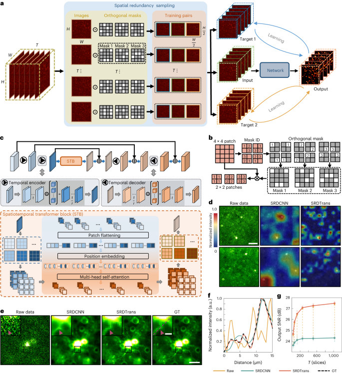 Spatial redundancy transformer for self-supervised fluorescence image denoising