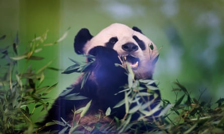 ‘Rock star of an animal’: Edinburgh zoo’s pandas to return to China