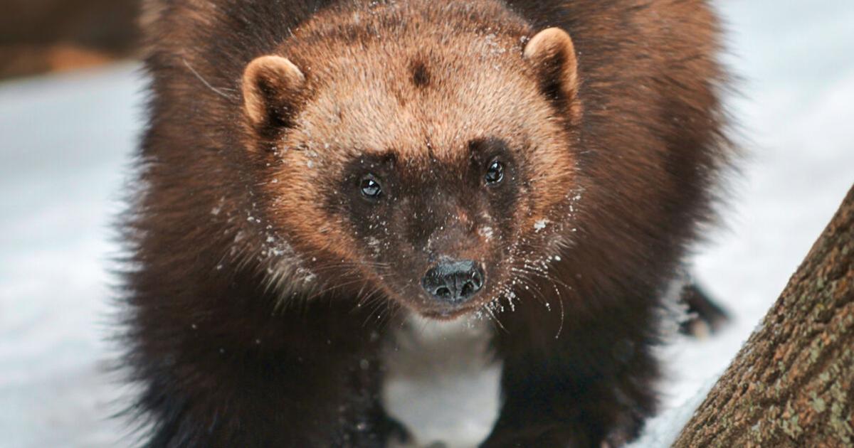 Wolverines to earn ‘threatened’ species designation this month