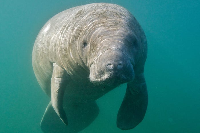 2 manatees named Romeo and Juliet that have lived in a tank at a Florida theme park since 1956 will finally be freed after pressure from activists