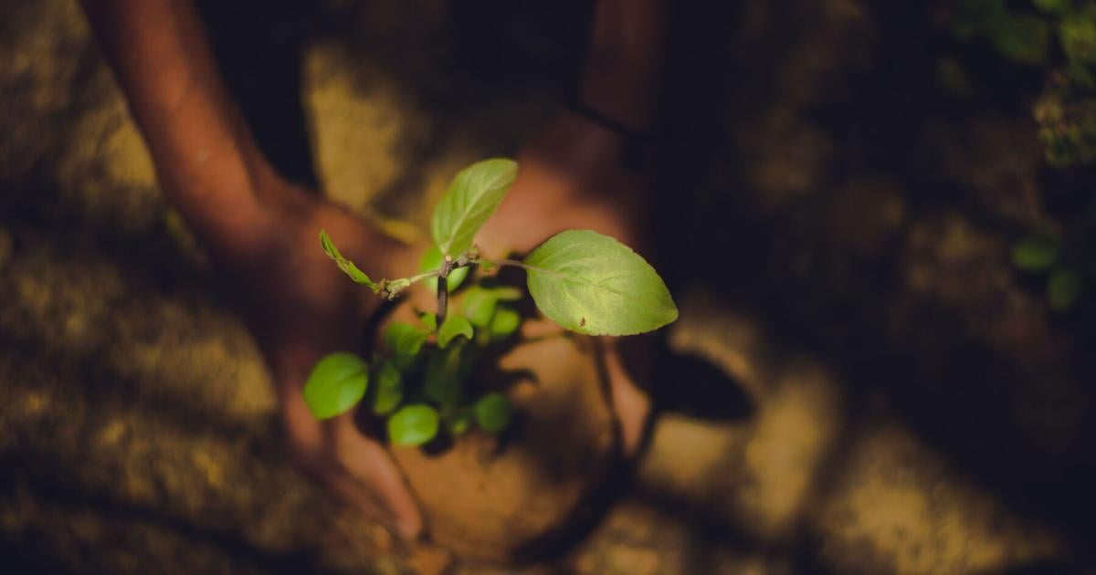 Flygreen Honors Wildlife Conservation Day with Additional Trees Planted