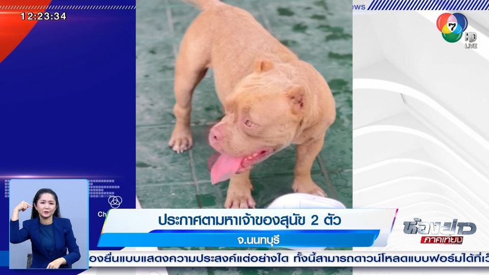 ข่าวประกาศตามหาเจ้าของสุนัข 2 ตัว จ.นนทบุรี