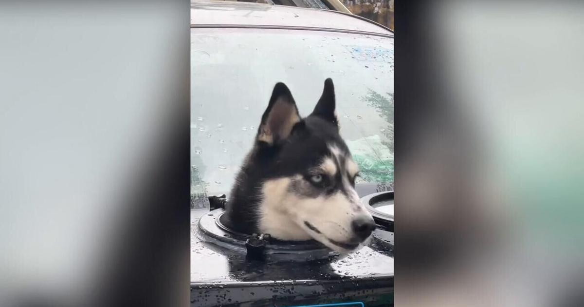 Driver cuts hole in his car boot so pet husky can enjoy the view