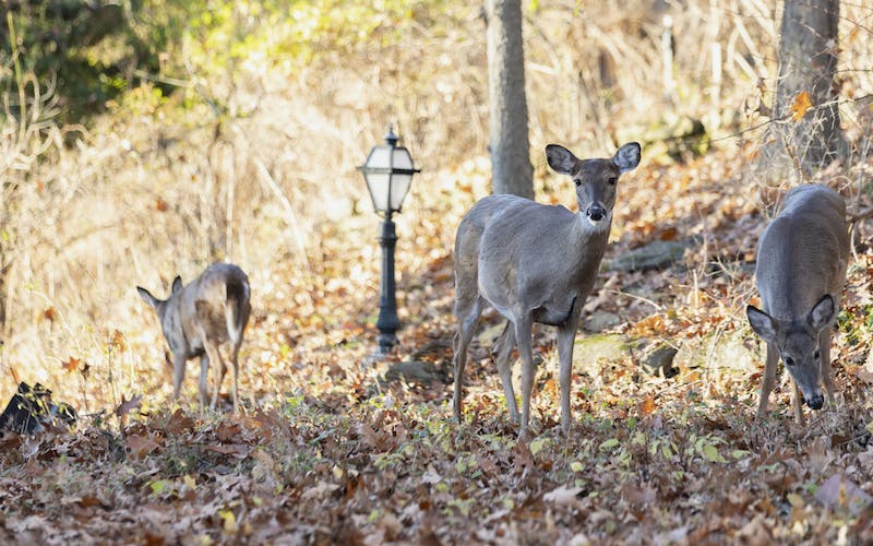 OU deer consider Athens home