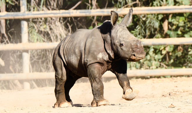 This baby white rhino is the 1st born in Arizona in decades. How she’s helping her species