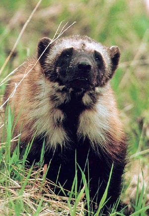 Montana habitat key in plans to protect wolverine, now listed as threatened