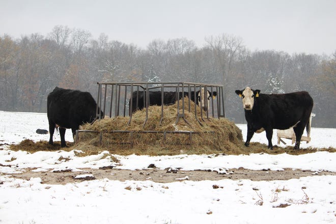 When the temperature drops, make sure cattle nutrition rises