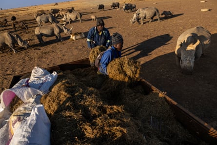 Sold: 2,000 captive southern white rhino destined for freedom across Africa