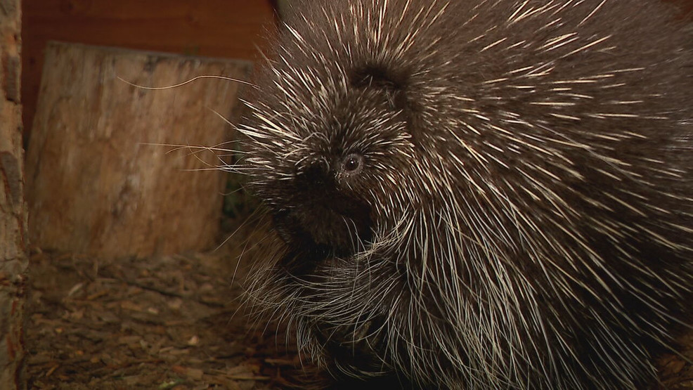 Meet Poppy: Center for Wildlife introduces new porcupine ambassador