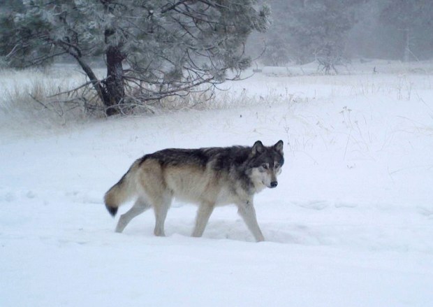 The wolves are coming to Colorado, and the state has stockpiled explosives and deterrents. How are ranchers preparing?