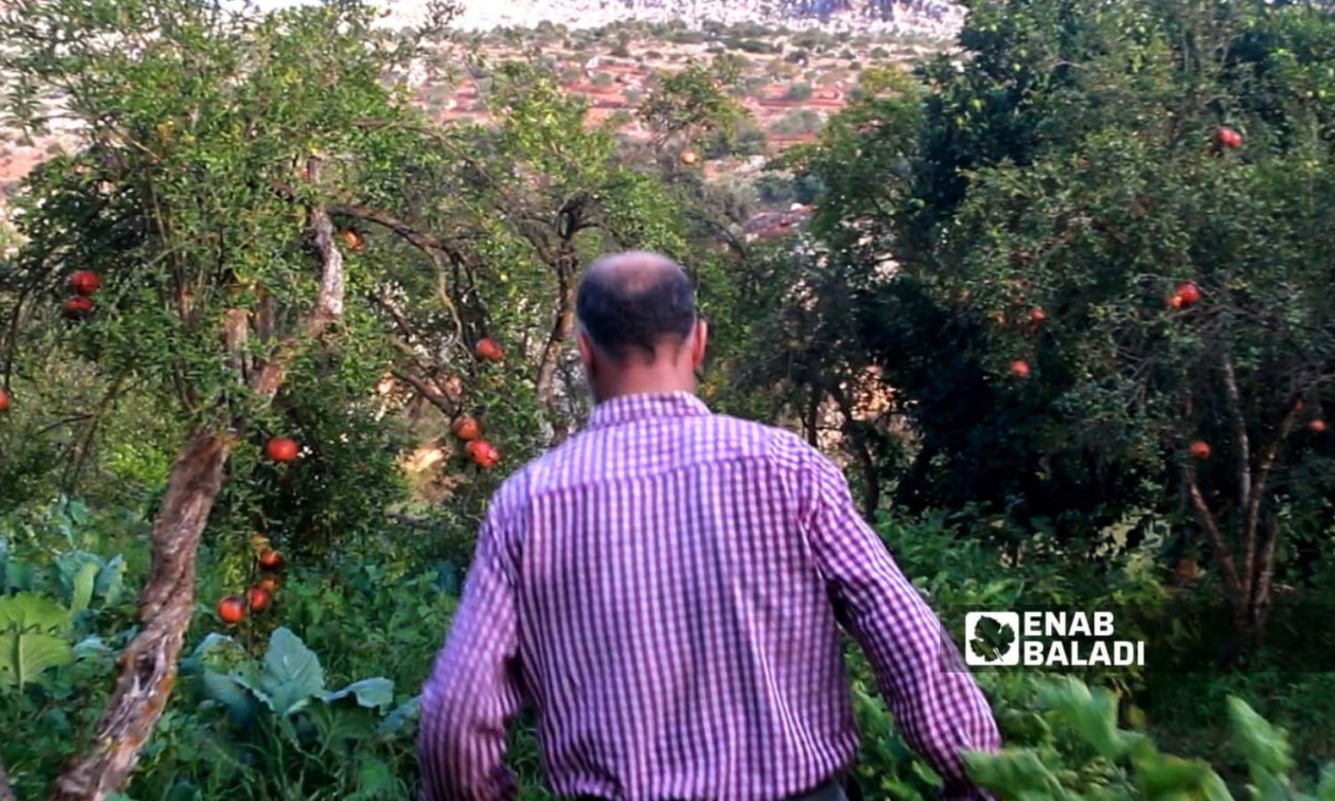 Wild boars cause panic and destroy crops in western Idlib