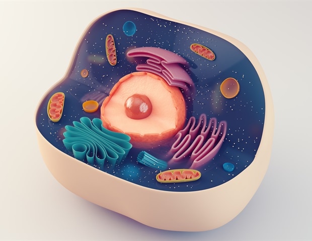 Researchers uncover new mechanism of action between nutrient adaptation of intestinal stem cells and aging
