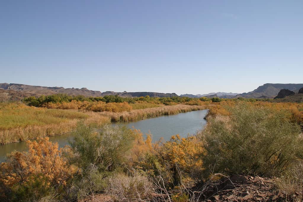 The Top 6 Best Places to See Wildlife in Arizona