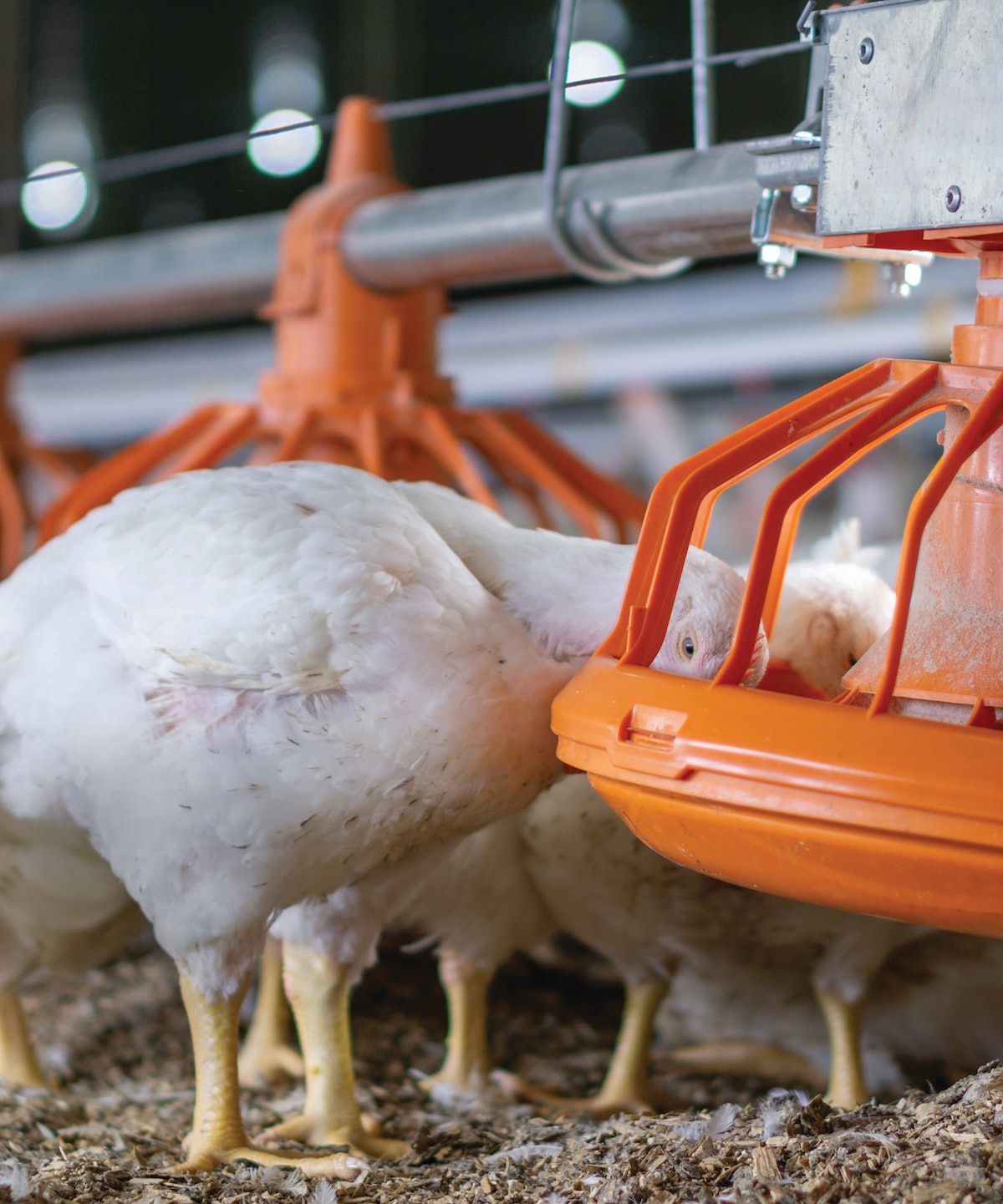 Poultry producers can optimize efficiency with nutrition