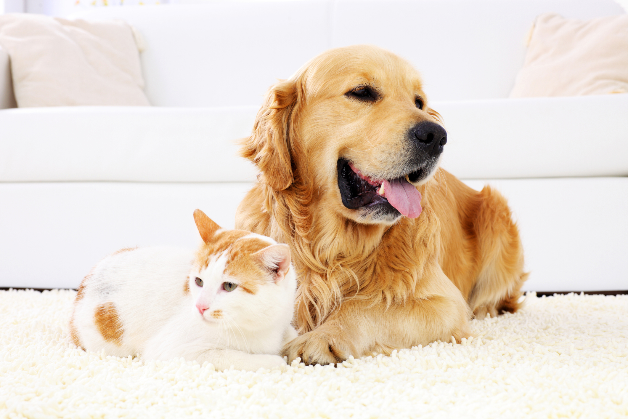 Burns Pet Nutrition acquired by Assis Pet Care