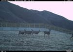 Photos show animals crossing Idaho’s first wildlife overpass