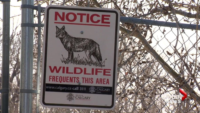 Calgary urged to adopt better co-existence program with beavers after animals killed