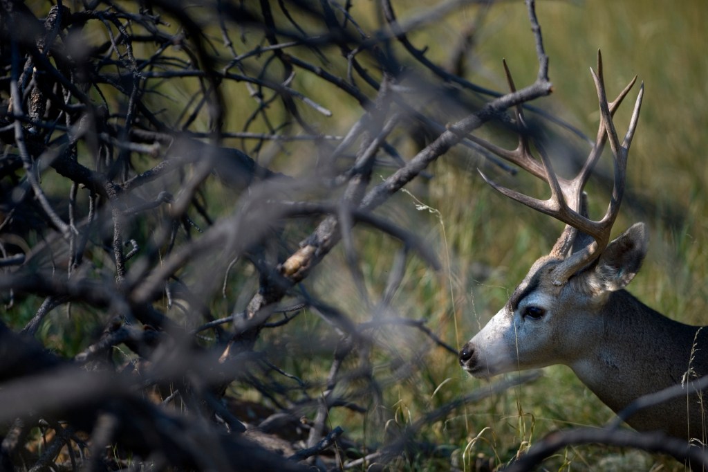 Opinion: Lesli Allison: What really affects hunting in the West