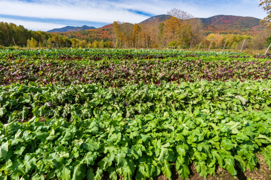 Key to farming in the Adirondacks? Resiliency