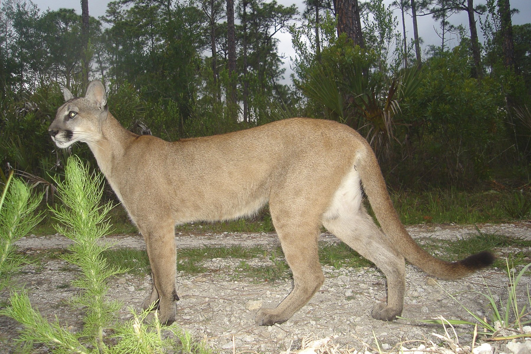 EPA: Rat Poisons Pushing Dozens of Endangered Species Toward Extinction, Including Florida Panthers, California Condors