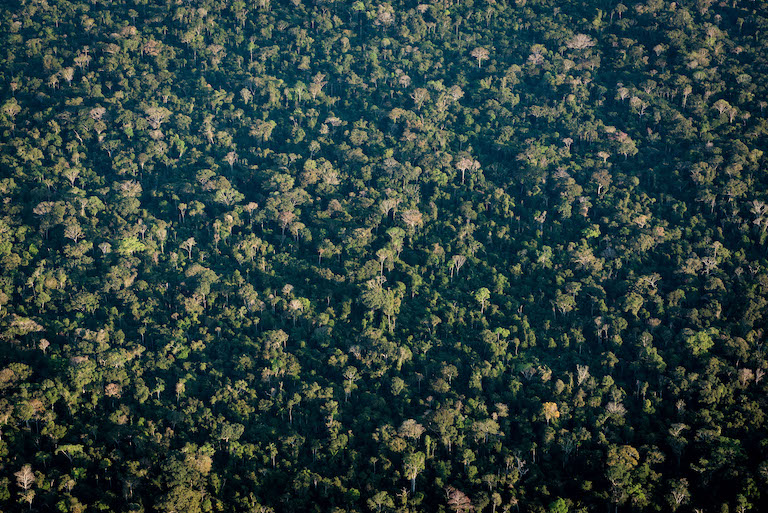 Ancient Amazon earthwork findings spotlight Indigenous land struggles today