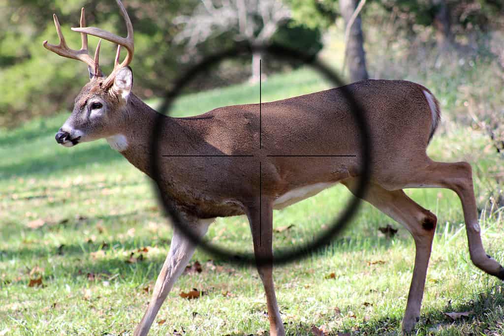 9 Reasons North Carolina Is the Ideal Spot for Deer Hunting in the U.S.