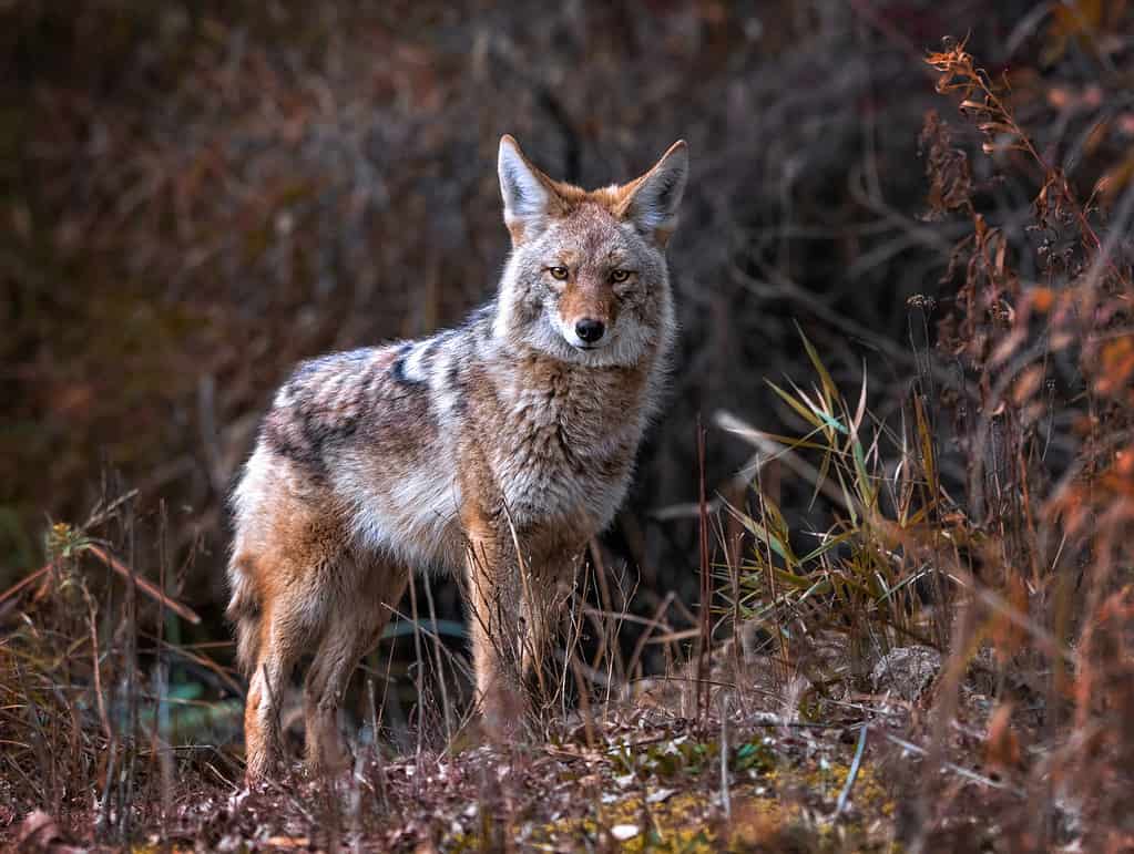 Coyotes in Pennsylvania: Population, Common Locations, Hunting Rules, and More