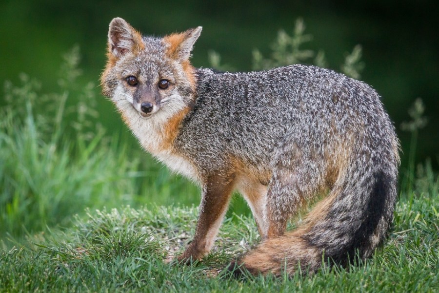 See these furry animals in the Ohio Valley? Report sightings to wildlife officials