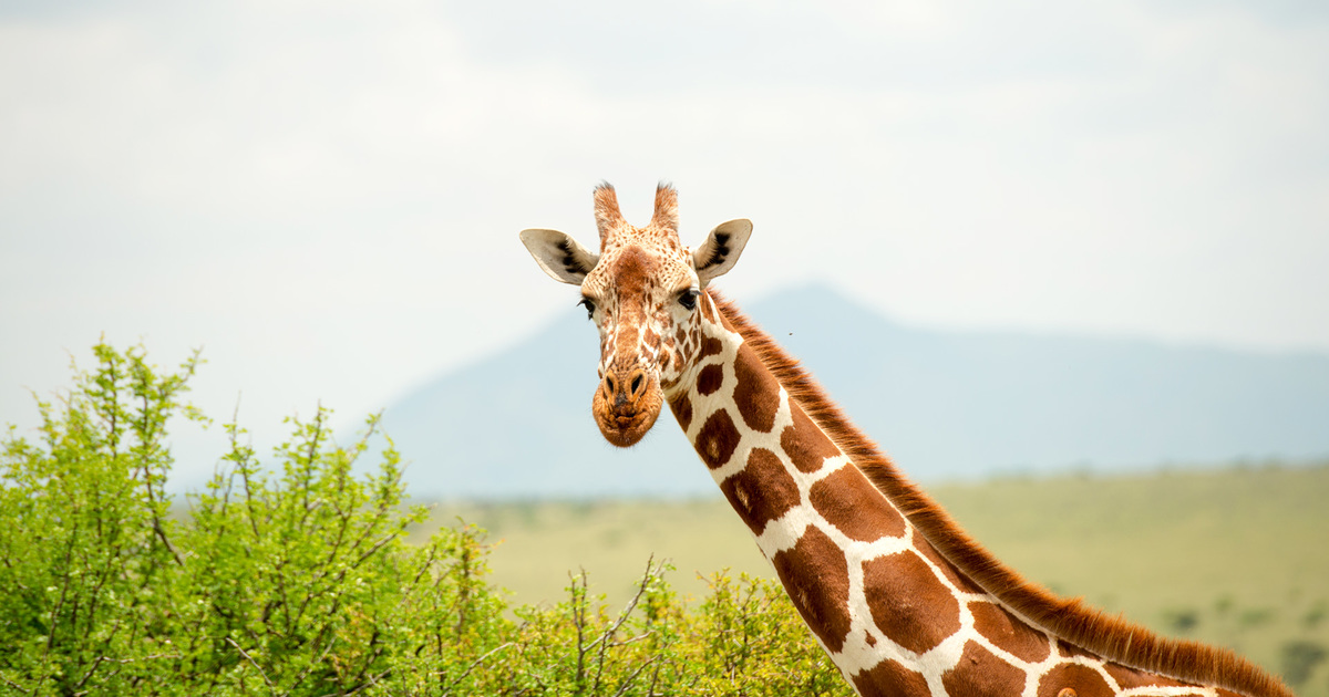 Giraffes trapped by fences saved by community rangers